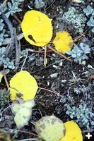 Fallen Leaves. Photo by Pam McCulloch.