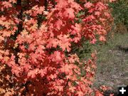 Red Maples. Photo by Scott Almdale.