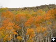 Golden Aspen. Photo by Kenna Tanner.