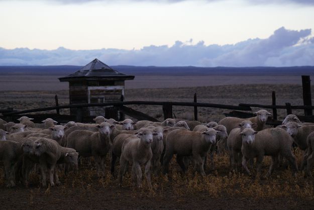 Healthy lamb crop. Photo by Cat Urbigkit.