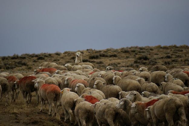 Ewes away. Photo by Cat Urbigkit.