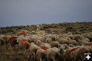 Ewes away. Photo by Cat Urbigkit.