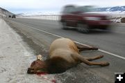 Road Kill. Photo by Wyoming Game & Fish.