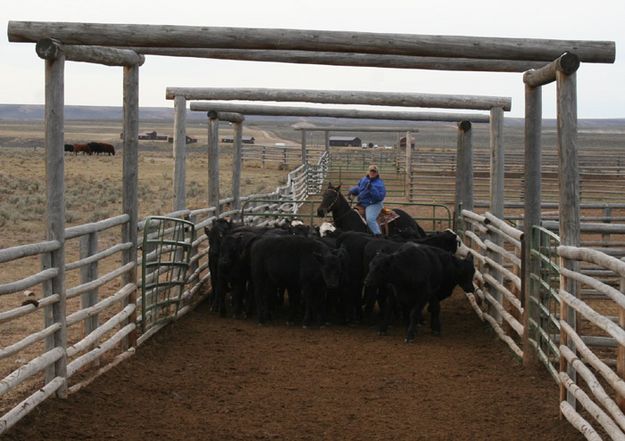 Allene pushes the heifers. Photo by Joy Ufford.