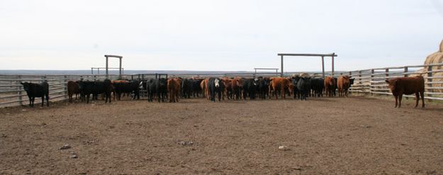 Heiferd Herd. Photo by Joy Ufford.