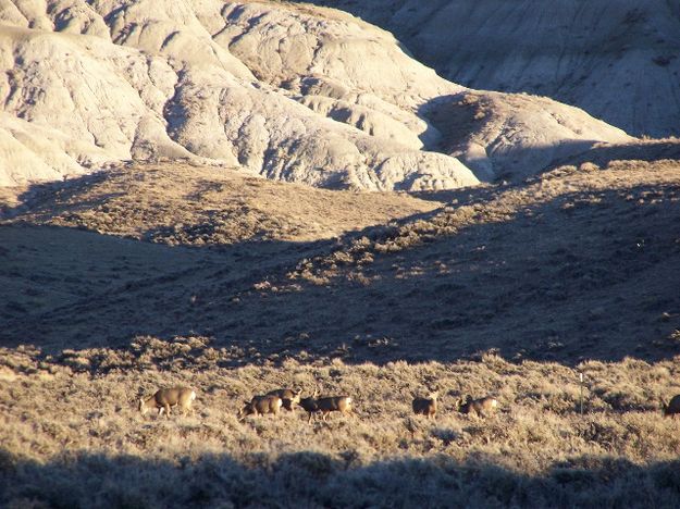 Deer near Pinedale. Photo by Scott Almdale.