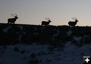 3 Elk. Photo by Dawn Ballou, Pinedale Online.