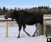 Moose on Franklin Ave. Photo by Mike Gilmore.