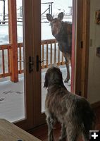 Pesky Moose. Photo by Paul Ellwood, Dell Fork Ranch.