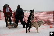 Excited Dogs. Photo by Dawn Ballou, Pinedale Online.