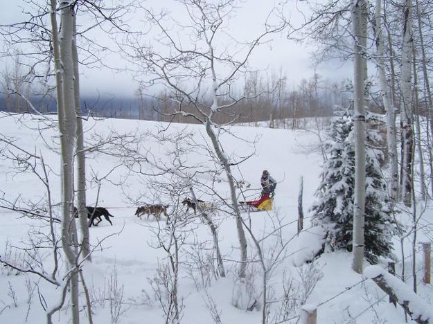 Through the trees. Photo by Scott Almdale.