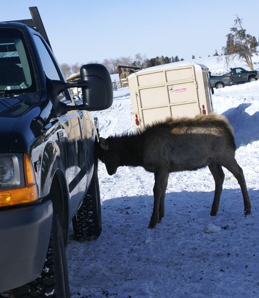 Calf on Truck. Photo by Cat Urbigkit.