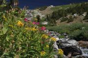 Middle Fork Flowers. Photo by Dave Bell.