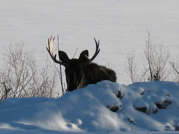 Young bull. Photo by Joe Zuback.