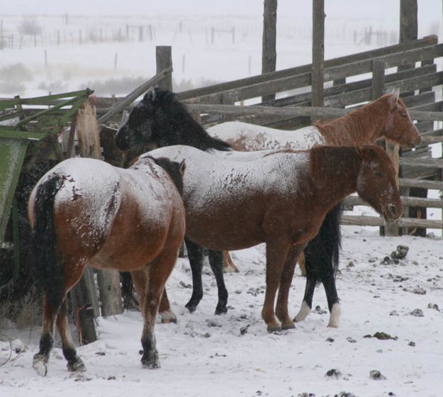 Snowy Horses. Photo by Dawn Ballou, Pinedale Online.