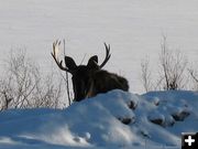 Young bull. Photo by Joe Zuback.