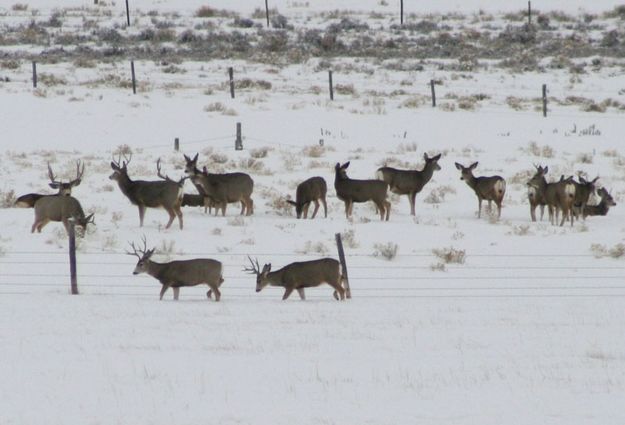 Harem. Photo by Dawn Ballou, Pinedale Online.