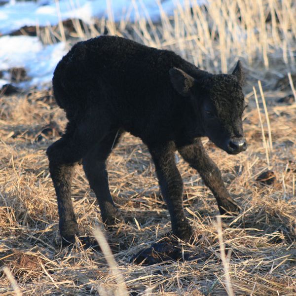 Wobbly Legs. Photo by Dawn Ballou, Pinedale Online.