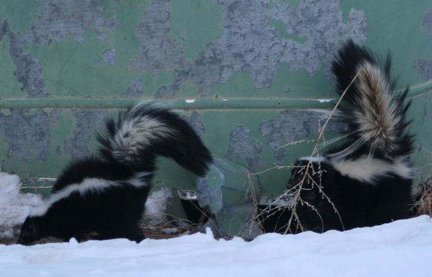 Exploring. Photo by Dawn Ballou, Pinedale Online.