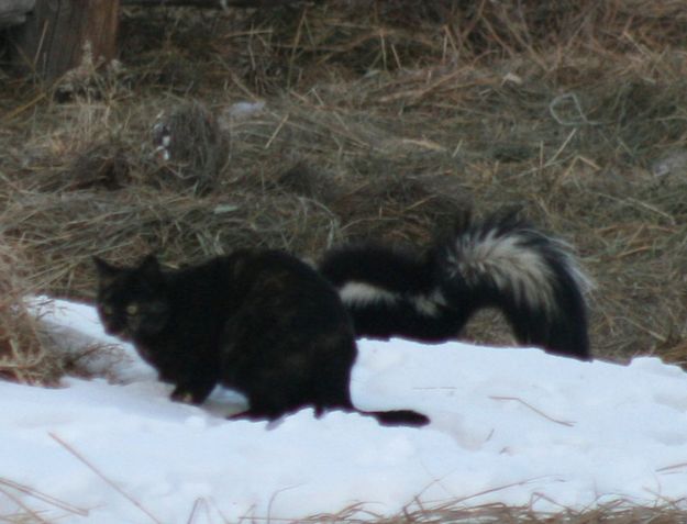 Who's that?. Photo by Dawn Ballou, Pinedale Online.