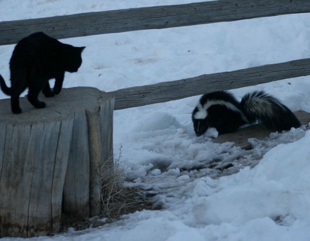 Just watching. Photo by Dawn Ballou, Pinedale Online.