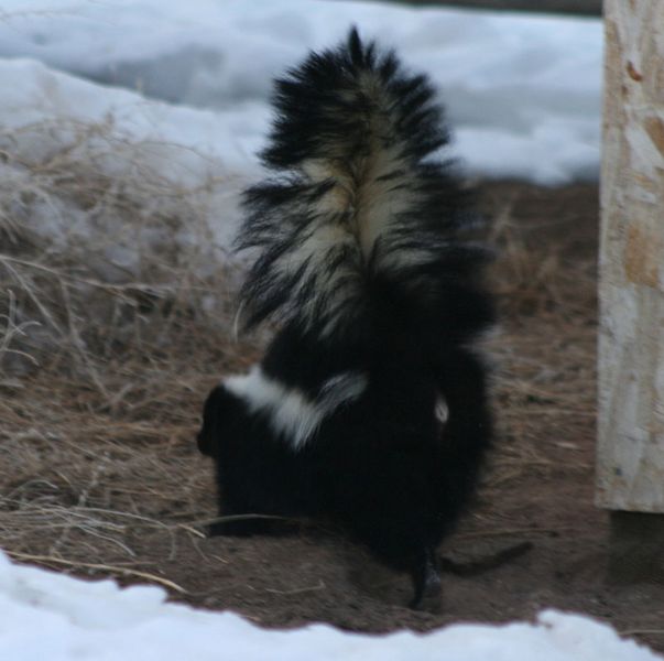 Business End. Photo by Dawn Ballou, Pinedale Online.