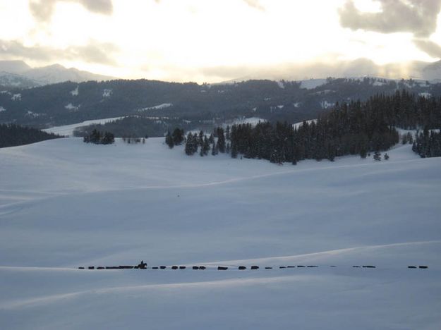 Snow Cattle Drive. Photo by Joy Ufford.