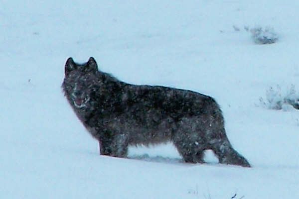 Sturman Wolf 1. Photo by Cody Sturman.