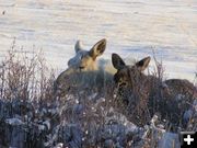 Albino Moose. Photo by Richard Kaumo.