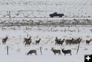 Waiting for their chance. Photo by Dawn Ballou, Pinedale Online.