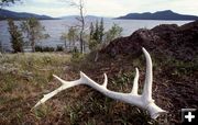 Elk Antler shed. Photo by National Park Service NPS.