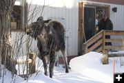 Moose in the yard. Photo by Mark Gocke, WGFD.