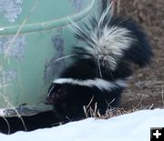 Hiding Hole. Photo by Dawn Ballou, Pinedale Online.