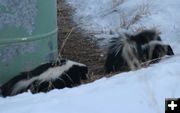 2nd skunk. Photo by Dawn Ballou, Pinedale Online.