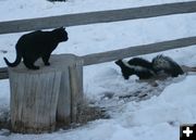 Cautiously Curious. Photo by Dawn Ballou, Pinedale Online.