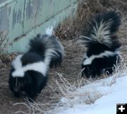 Two Skunks. Photo by Dawn Ballou, Pinedale Online.