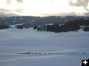 Snow Cattle Drive. Photo by Joy Ufford.