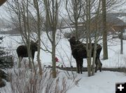 Town Moose. Photo by Joe Zuback.