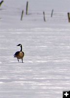 Canada Goose. Photo by Carie Whitman.