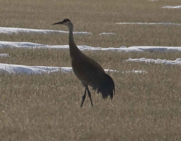 Sandhill Cranes are back. Photo by Dave Bell.