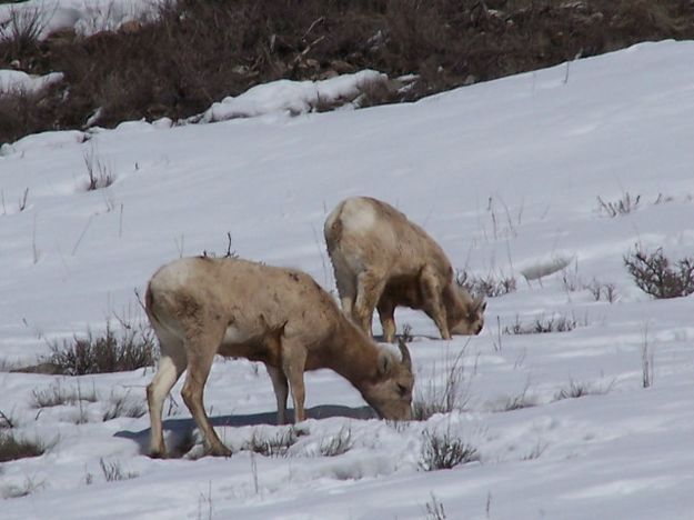 Bighorn Sheep. Photo by Scott Almdale.