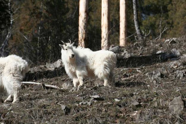 Shaggy beast. Photo by Lynn Wittlieff.