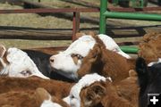 Calves. Photo by Cat Urbigkit, Pinedale Online.