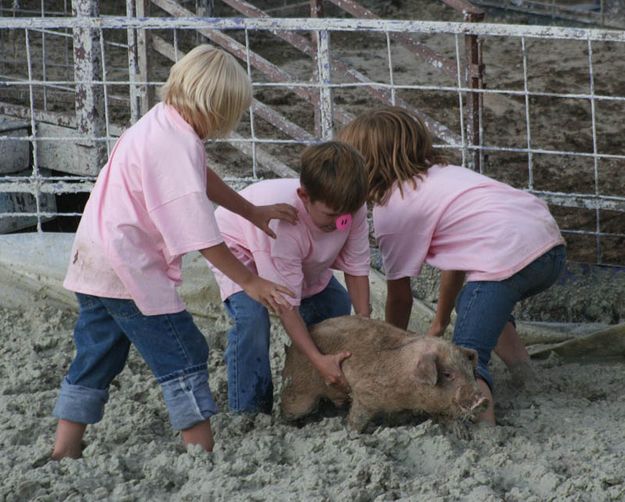 Little Piglets. Photo by Dawn Ballou, Pinedale Online.