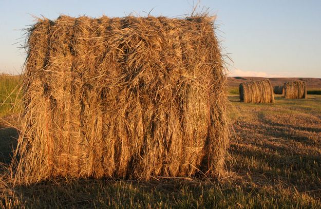 Hay bales. Photo by Dawn Ballou, Pinedale Online.