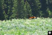 Cow Elk. Photo by Julie Soderberg.