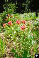 Indian Paintbrush. Photo by Julie Soderberg.