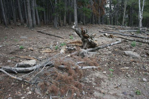 Lovin' Ovens - After. Photo by Dawn Ballou, Pinedale Online.