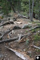 Scattered debris. Photo by Dawn Ballou, Pinedale Online.