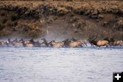 Elk Harem. Photo by Dave Bell.